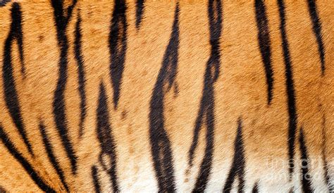 Real Tiger Fur Texture Photograph By Sarah Cheriton Jones Pixels