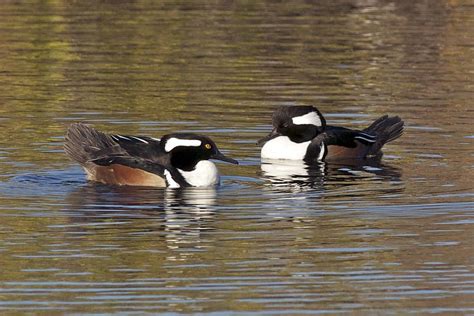 Hooded Mergansers Photograph By Gerard Monteux Fine Art America
