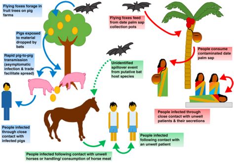 The natural animal reservoir of nipah virus. Insights Daily Current Affairs, 22 May 2018 - INSIGHTS