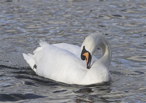 It is native to eurasia and was introduced to the largest concentration of mute swans now occurs along the atlantic coast from maine south to. Free Mute Swan Stock Photo - FreeImages.com