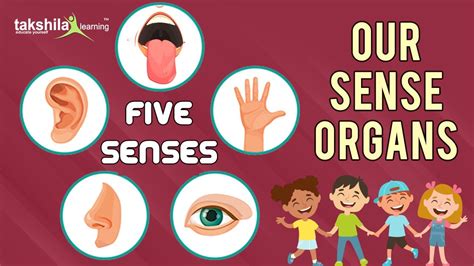 5 Senses kg Class Video - My sense organs || Science basics for kids ...