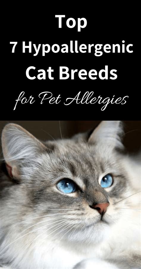 Top 7 Hypoallergenic Cat Breeds For Pet Allergies Choosing The Right