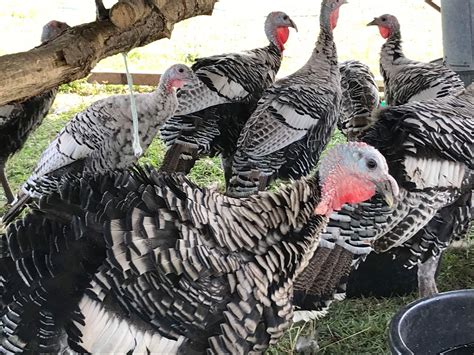 Narragansett Turkeys - Poults for Sale | Cackle Hatchery
