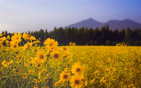 Free Images Landscape Nature Grass Blossom Mountain Sunset
