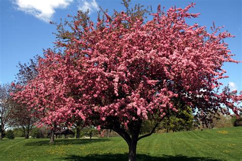 The wood from the cherry tree can be described in a single word: Black Cherry Trees for sale online - Lowest Prices! (With images) | Crabapple tree, Black cherry ...