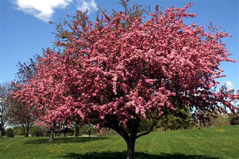 As spring approaches it is time to access the garden and plan for the upcoming season. Sour Gum Tree Bark
