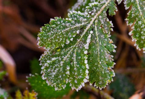The Ice Crystals Are Formed On A Green Leaf Stock Image Image Of