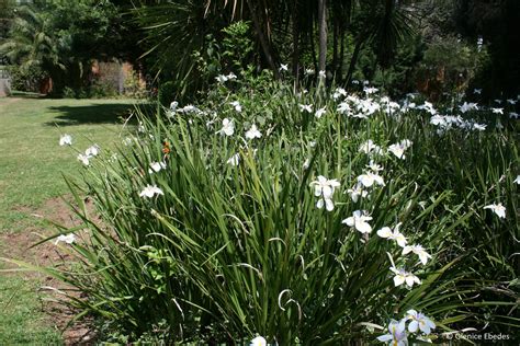 Kauri Park Nurseries Dietes Grandiflora Is A South African 59 Off