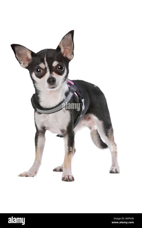 Chihuahua Dog Black And White Seedsyonseiackr