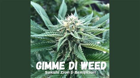 Gimme Di Weed Feat Benificiall Youtube