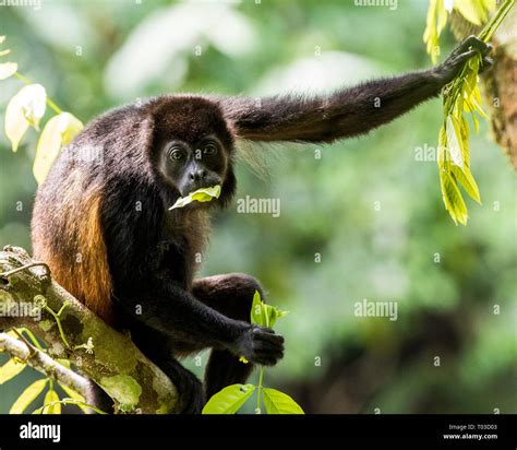 Mono Aullador Península De Osa Costa Rica Comiendo Hojas En El árbol De