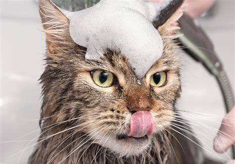 How Often Should You Bathe A Cat Miss Cats