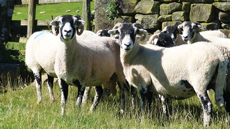 How Swaledale Breeders Found Tups With Better Performance Farmers Weekly