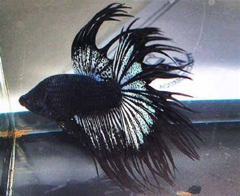 This isn't a problem at all really, just make sure they have a properly sized tank. Betta Rare Fighter Fish | White Dragon King Crown Betta ...
