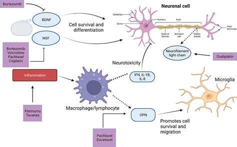 Frontiers Biomarkers Of Chemotherapy Induced Peripheral Neuropathy