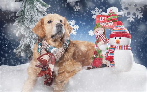 Download Wallpapers Winter Christmas Golden Retriever Snow Cute Dog