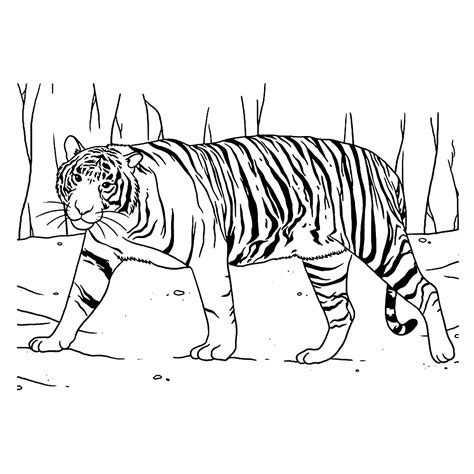 Kleurplaat Van Een Tijger Ausmalbild Tiger Baby Ausma Vrogue Co