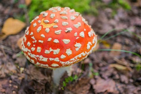 Fly Agaric Amanita Muscaria In The Autumn Forest Close Up Poisonous