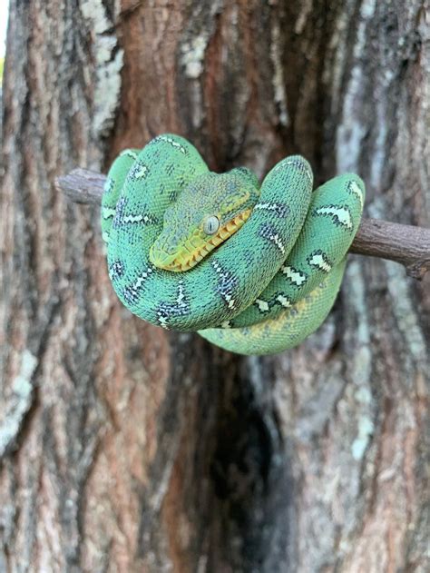 Baby Emerald Tree Boas For Sale Snakes At Sunset