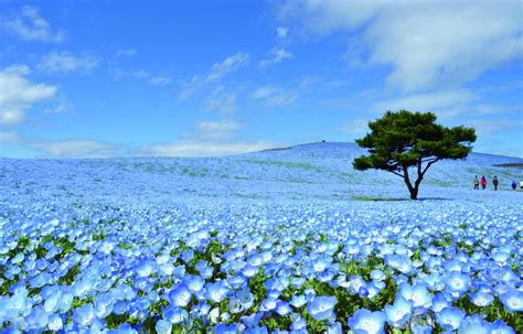 12 Things To Do In Ibaraki In Spring All About Japan