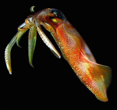Whats The Difference Between An Octopus And A Squid Bbc Science Focus