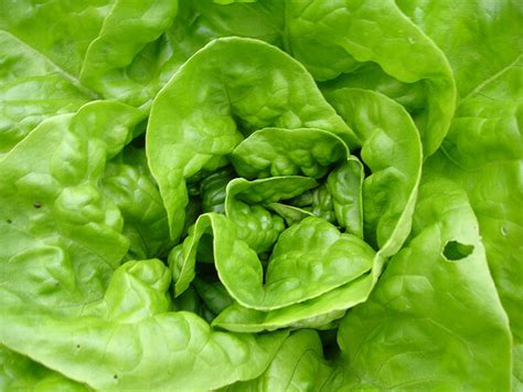 Lettuce Diseases And Pests Description Uses Propagation