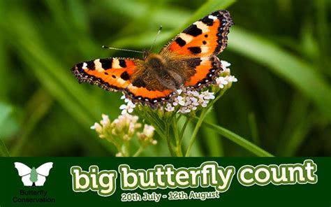 The Big Butterfly Count David Domoney The Big Butterfly Count
