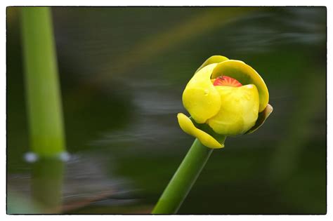 Yellow Water Lily Everglades Fl With Images Water Lily