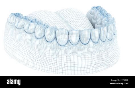 Morphology Of Mandibular Human Gum And Teeth Wire 3d Model Animation Stock Video Footage Alamy