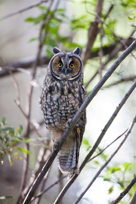 Long Eared Owl Audubon Field Guide
