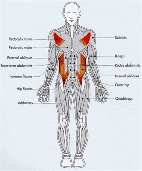 Anterior Muscles Of The Body Labeled Images 05 Muscular System