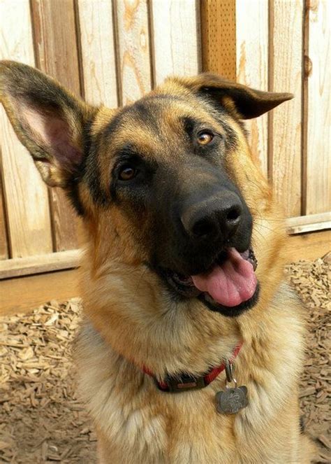 Me checking the clock 4 minutes into work by dex the gsd. German Shepherd with one floppy ear! | FOUR LEGGED FRIENDS ...