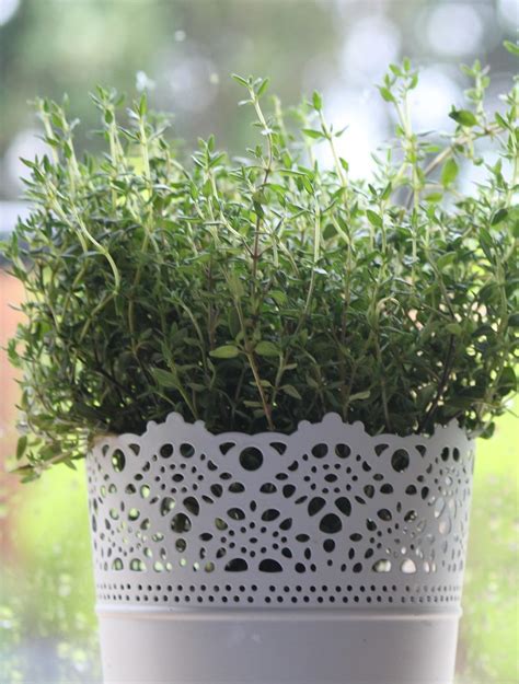 The 3 Keys To Indoor Thyme Plant Care The Girl With A Shovel