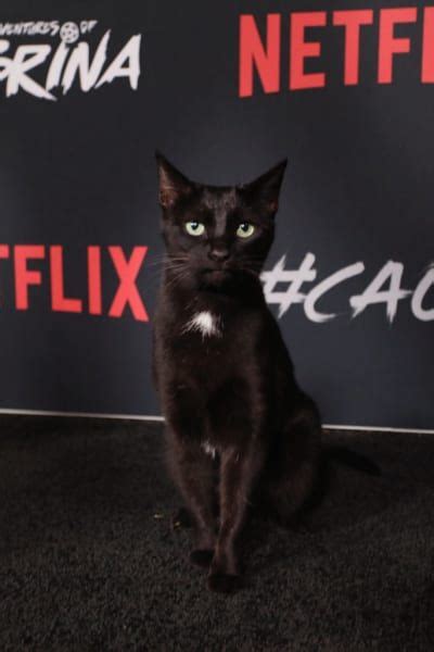 Salem The Cat Walked The Chilling Adventures Of Sabrina Red Carpet