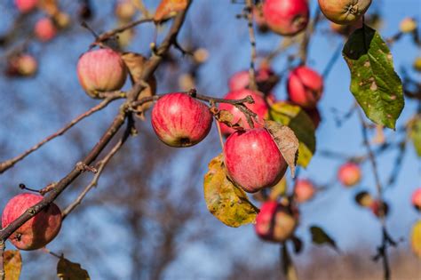 An apple tree is grown by planting an apple seed in a filled plant pot. Free Images : apple, tree, nature, branch, blossom, snow ...