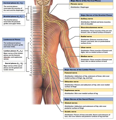 Spinal Nerve Plexus Diagram Quizlet