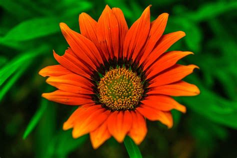 Beautiful Flower Nature Free Photo On Pixabay Pixabay