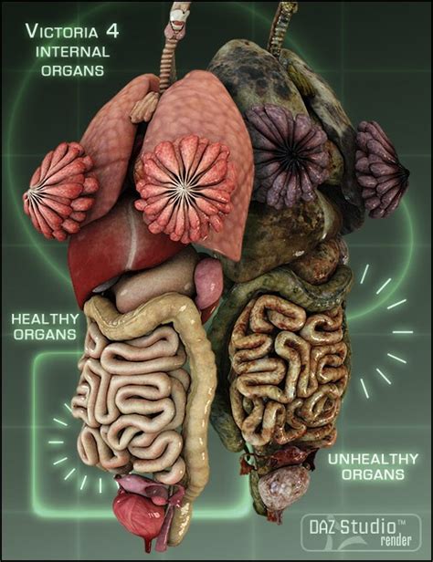Female body internal organs chart with labels on white background. Victoria 4 Internal Organs | Human Anatomy for Daz Studio and Poser
