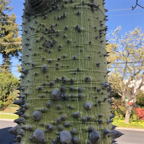 This Unusually Spiky Tree Trunk Rmildlyinteresting