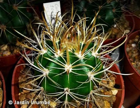 Cactus spines are a produce grown from a cactus seed at level 55 farming for use in the special cactus patch in al kharid and menaphos. Coleocephalocereus goebelianus