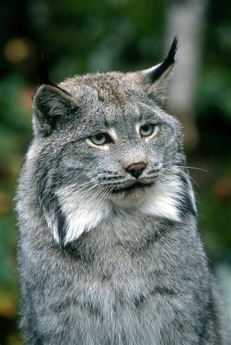 Canada Lynx--bowtie Cat Photograph by Larry Allan