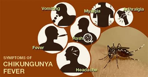 Homeopathy Medicines For Chikungunya Guide To Homeopathic Treatment
