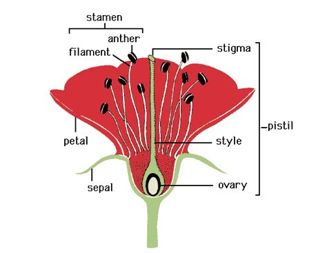 Pistil The Female Reproductive Part Of A Flower Centrally Located