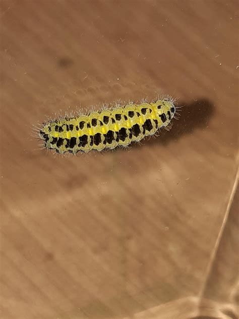 Uk Yellow And Black What Species Is It Caterpillars
