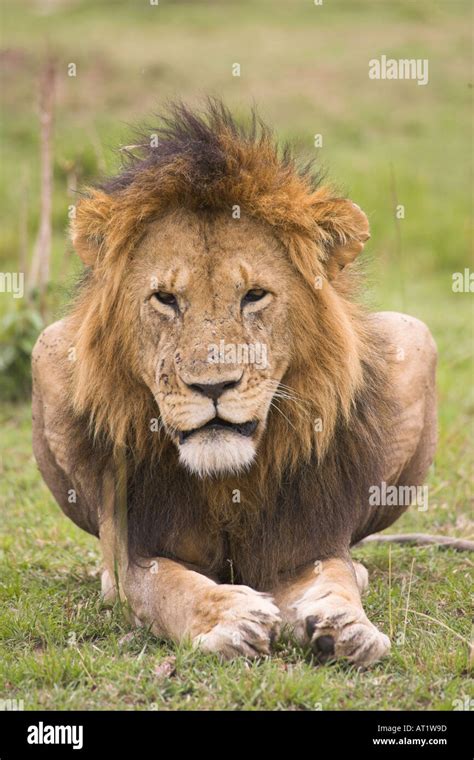 Front Facing Lion High Resolution Stock Photography And Images Alamy