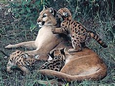 Florida division of animal industry part of the florida dept. 1000+ images about Native Florida Animals on Pinterest ...