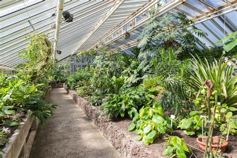 Greenhouse With Tropical Plants In Berliner Botanical Garden — Stock