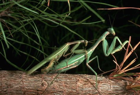 Praying Mantis Information