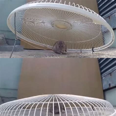 Produk ini dirancang agar udara tidak dapat masuk dan keluar saat ditutup rapat. (Foto) 7 Jebakan Tikus Sederhana yang Bisa Anda Buat ...