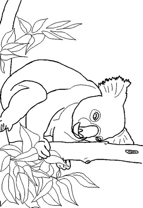 koala coloring pages    print